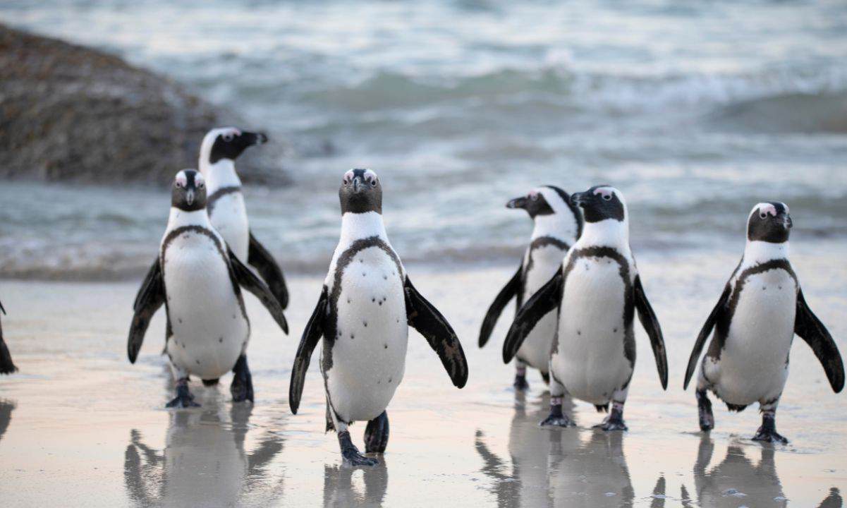 Pudgy Penguins Secures Las Vegas Sphere Spot After Dogwifhat Campaign Fails